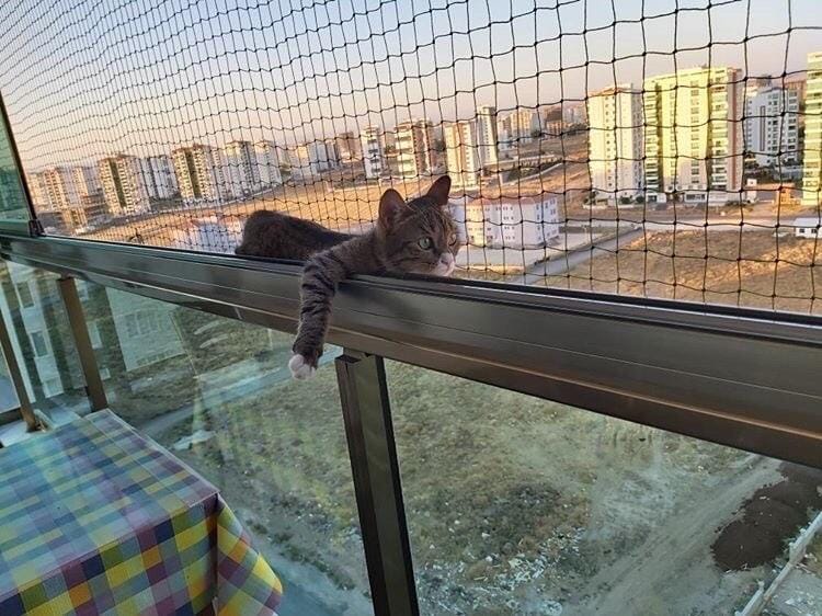 kedi güvenlik filesi